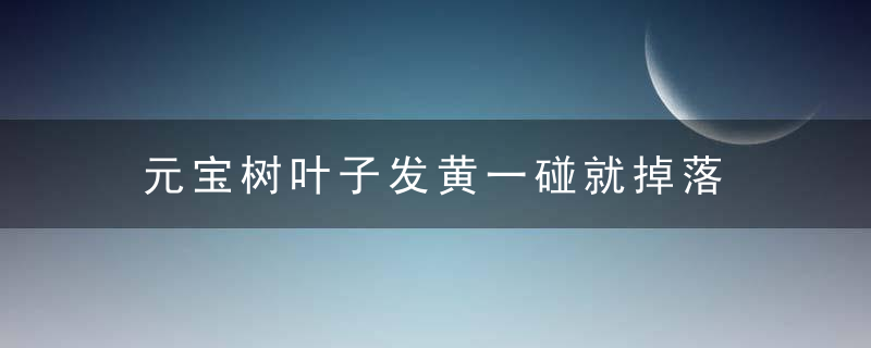 元宝树叶子发黄一碰就掉落 元宝树叶子发黄一碰就掉落怎么办